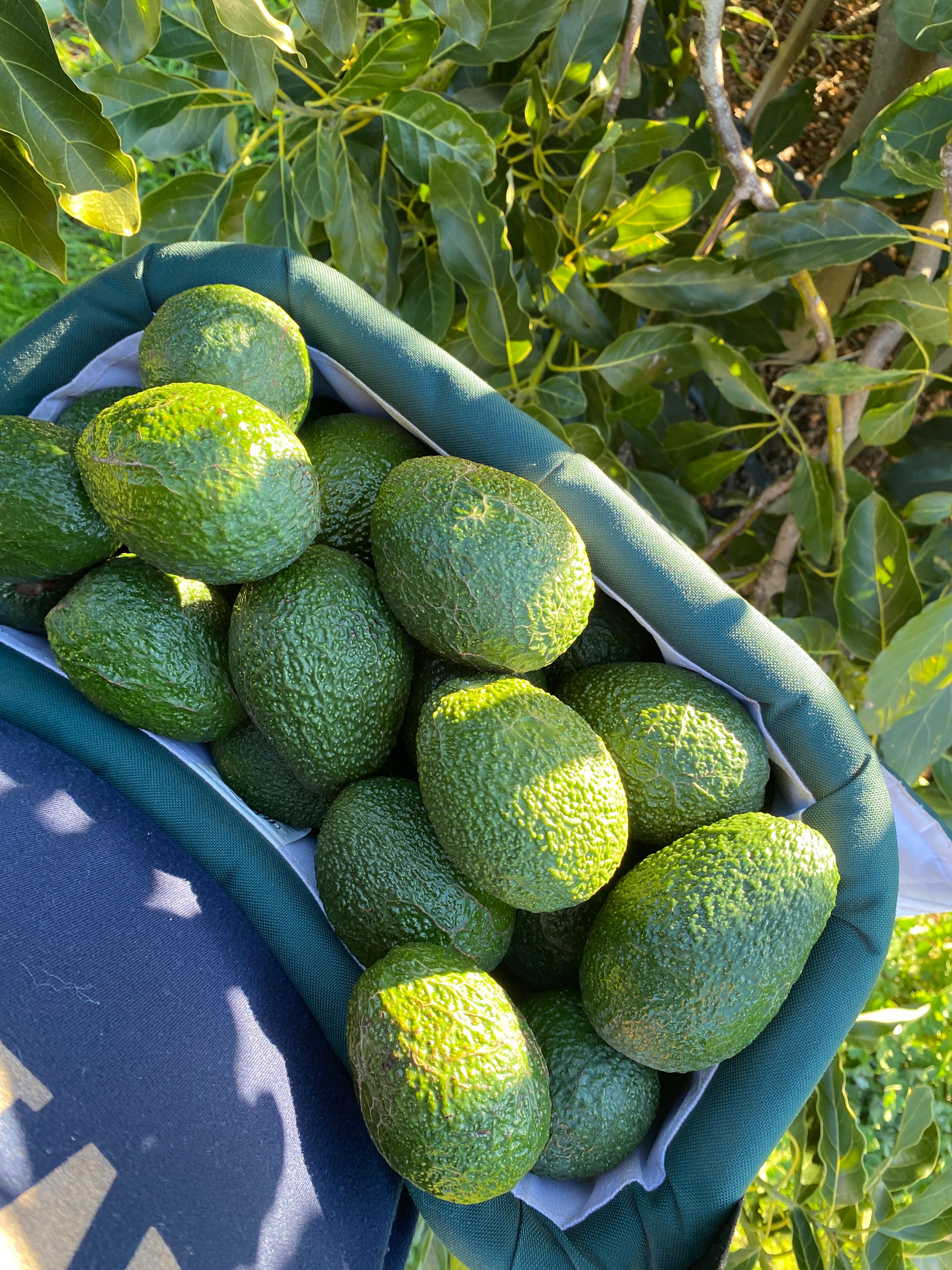 Naturally Grown Hass Avocados