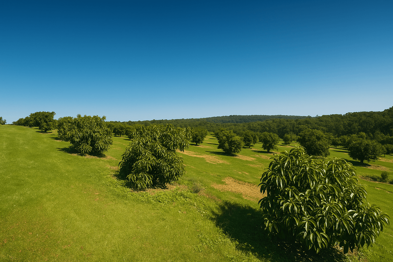 Avocado farm landscape